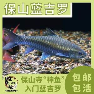 印度皇室藍(lán)吉羅魚：印度皇室藍(lán)吉羅魚的飼養(yǎng)技巧藍(lán)吉羅魚的繁殖方法