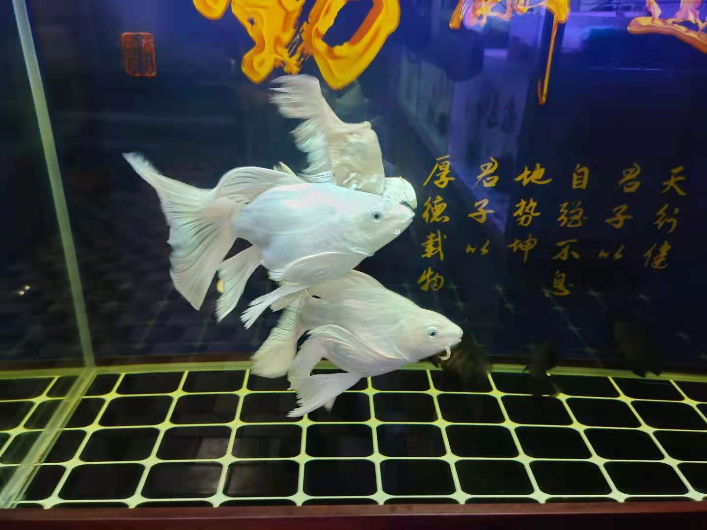 龍魚(yú)爛尾用什么藥vs祥龍魚(yú)場(chǎng)：如何治療龍魚(yú)爛尾 vs祥龍魚(yú)場(chǎng) 第5張