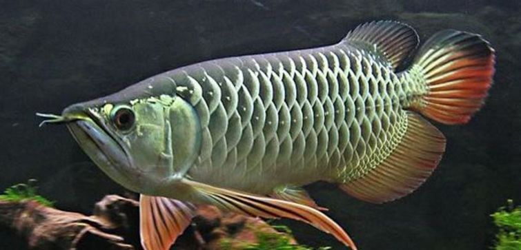 龍魚(yú)水溫32度可以嗎怎么養(yǎng)：如何調(diào)節(jié)龍魚(yú)缸水溫，龍魚(yú)高溫環(huán)境下常見(jiàn)病，龍魚(yú)飼料選擇與喂食技巧 龍魚(yú)百科 第4張