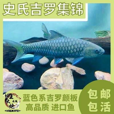 緬甸黑紋吉羅魚：緬甸黑紋吉羅魚價格 吉羅魚批發(fā) 第2張