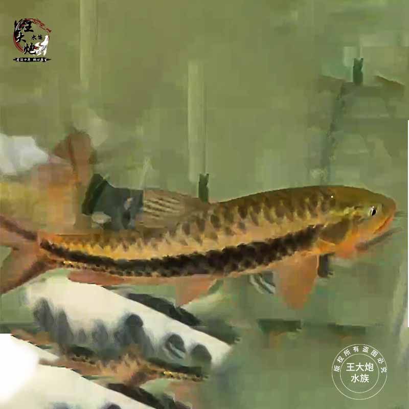 緬甸黑紋吉羅魚：緬甸黑紋吉羅魚價格 吉羅魚批發(fā) 第1張