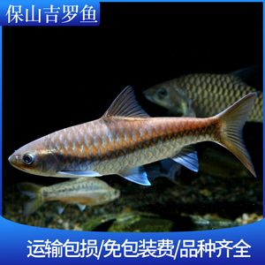 異口吉羅魚(yú)：異口吉羅魚(yú)的種類(lèi) 吉羅魚(yú)批發(fā) 第3張