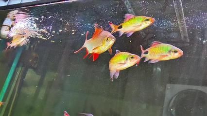 紫紅吉羅魚：什么是紫紅吉羅魚？