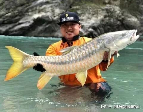 盈江結(jié)魚吉羅魚：盈江結(jié)魚吉羅魚價格 吉羅魚批發(fā) 第2張