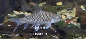 泰國尖嘴藍吉羅魚：泰國尖嘴藍吉羅魚是泰國的一種特色淡水魚類 吉羅魚批發(fā) 第2張