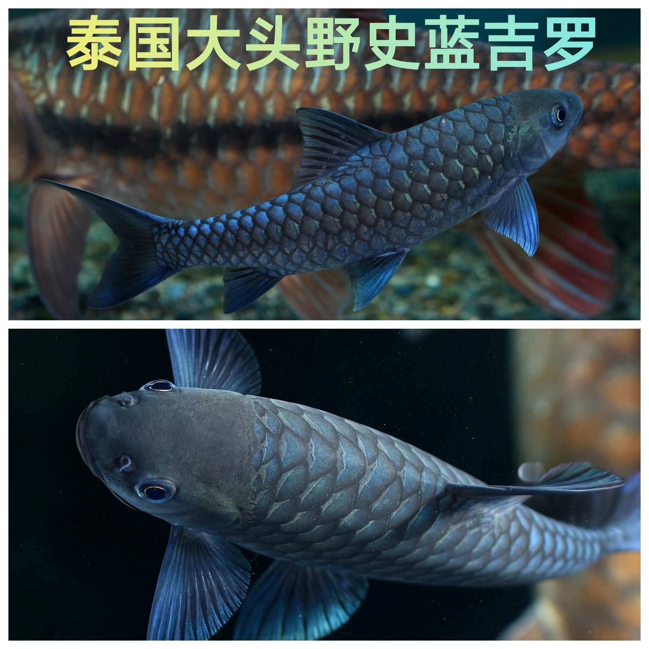 大頭野史吉羅魚：吉羅魚的市場(chǎng)價(jià)格 吉羅魚批發(fā) 第3張