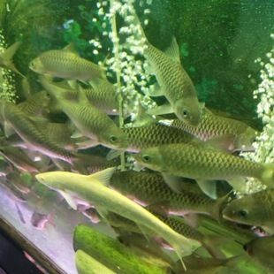 緬甸絕版盈新吉羅魚：盈新吉羅魚市場價(jià)值緬甸特色魚類介紹 吉羅魚批發(fā) 第2張