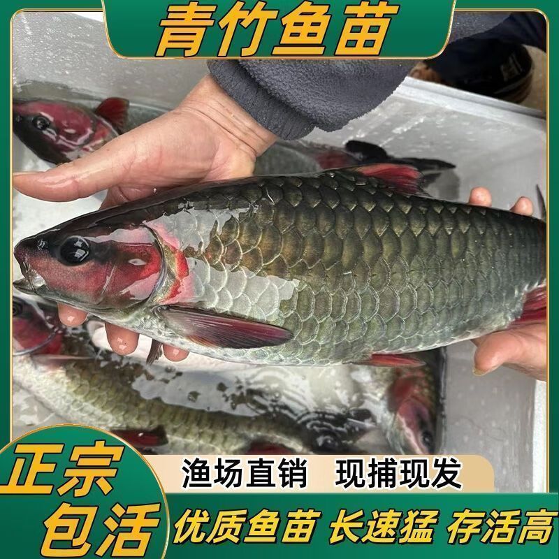 緬甸絕版盈新吉羅魚：盈新吉羅魚市場價(jià)值緬甸特色魚類介紹 吉羅魚批發(fā) 第3張