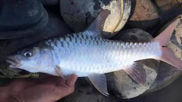 馬來西亞金似丘吉羅魚：馬來西亞金似丘吉羅魚形態(tài)與分布詳述馬來西亞金似丘吉羅魚 吉羅魚批發(fā) 第3張