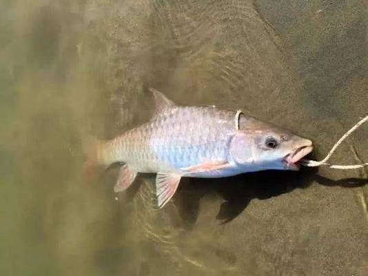 馬來西亞金似丘吉羅魚：馬來西亞金似丘吉羅魚形態(tài)與分布詳述馬來西亞金似丘吉羅魚 吉羅魚批發(fā) 第5張