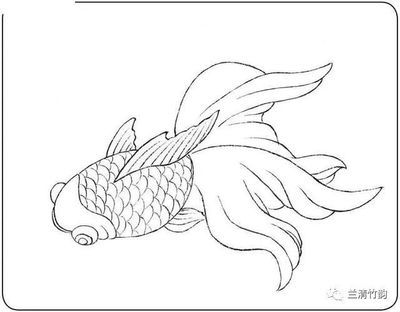 龍魚畫像白描：龍魚畫像白描技巧，龍魚白描上色指南，傳統(tǒng)白描上色指南