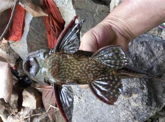 秋蘭湖吉羅魚：秋蘭湖吉羅魚的價格行情吉羅魚的烹飪方法介紹 吉羅魚批發(fā) 第3張