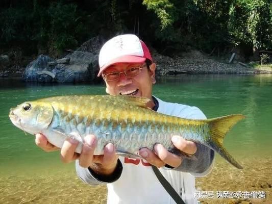 印度皇室金吉羅魚：印度皇室金吉羅魚價格 吉羅魚批發(fā) 第3張