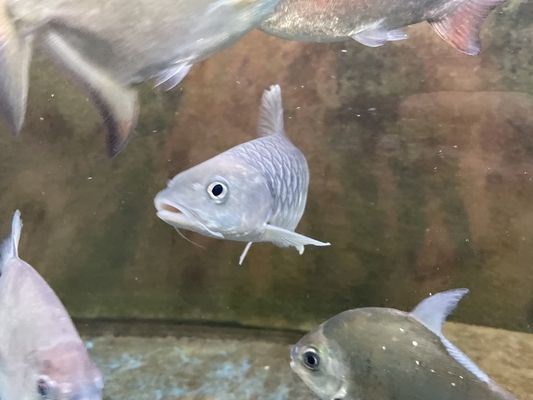 印度皇室金吉羅魚：印度皇室金吉羅魚價格 吉羅魚批發(fā) 第2張