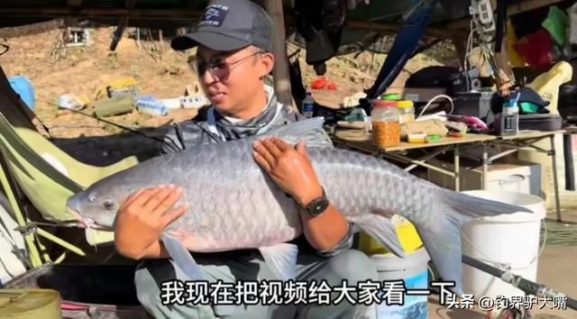 似野結(jié)魚吉羅魚：日本野結(jié)魚吉羅魚 吉羅魚批發(fā) 第1張