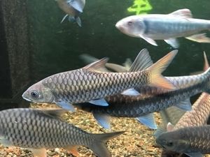 湄公河雙色吉羅魚：關(guān)于湄公河雙色吉羅魚的詳細信息整理 吉羅魚批發(fā) 第1張