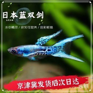 藍(lán)彩虹吉羅魚(yú)：吉羅魚(yú)的生活習(xí)性吉羅魚(yú)的市場(chǎng)價(jià)格 吉羅魚(yú)批發(fā) 第4張