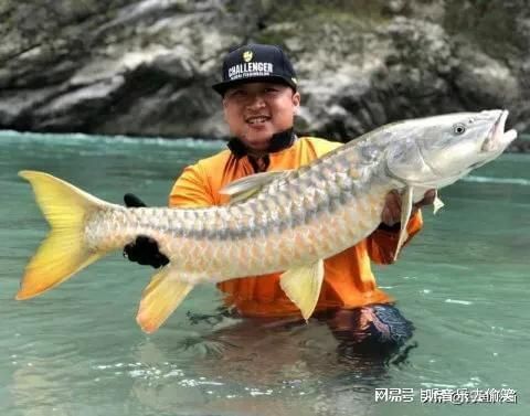 喜馬拉雅皇室金吉羅魚(yú)：喜馬拉雅皇室金吉羅魚(yú)價(jià)格 吉羅魚(yú)批發(fā) 第1張