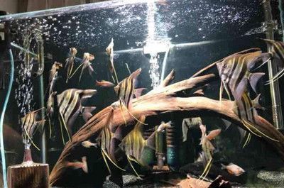 龍魚發(fā)色過程圖解：圖解龍魚的發(fā)色過程 水族問答 第1張