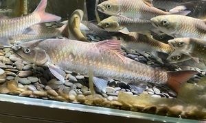 橋街吉羅魚：橋街吉羅魚是一種生活在河流中的魚類 吉羅魚批發(fā) 第2張