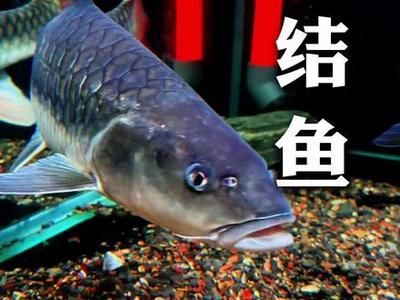 橋街吉羅魚：橋街吉羅魚是一種生活在河流中的魚類 吉羅魚批發(fā) 第1張