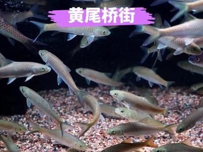 橋街吉羅魚：橋街吉羅魚是一種生活在河流中的魚類 吉羅魚批發(fā) 第5張