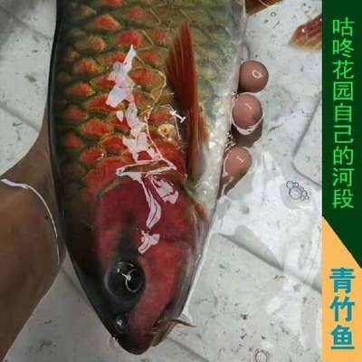 紅似丘吉羅魚：紅似丘吉羅魚的原產(chǎn)地 吉羅魚批發(fā) 第3張