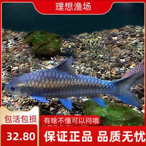 庫德里藍吉羅魚：庫德里藍吉羅魚（torkhudree） 吉羅魚批發(fā) 第3張