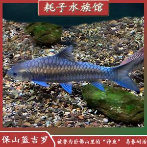 庫德里藍吉羅魚：庫德里藍吉羅魚（torkhudree） 吉羅魚批發(fā) 第5張