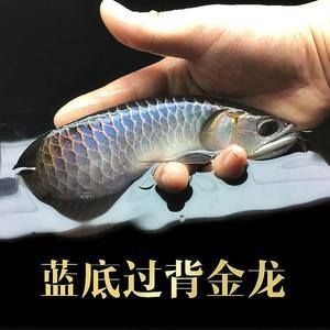 哪里能買到金龍魚幼苗：購買金龍魚幼苗有多個(gè)途徑購買金龍魚幼苗有多個(gè)途徑