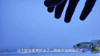 雷龍魚(yú)能白缸養(yǎng)嗎怎么養(yǎng)：雷龍魚(yú)混養(yǎng)的技巧，雷龍魚(yú)混養(yǎng)的最佳時(shí)機(jī) 龍魚(yú)百科 第1張