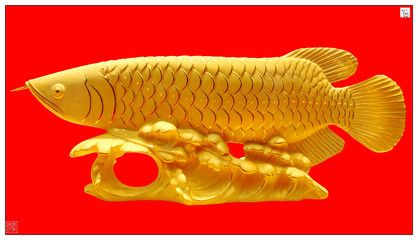 金龍魚吉祥語：金龍魚吉祥圖案欣賞 龍魚百科 第2張