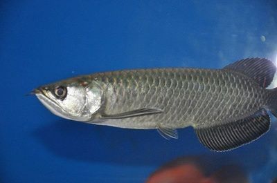 銀龍魚(yú)得了蒙眼病怎么治？：銀龍魚(yú)蒙眼病治療方法 龍魚(yú)百科 第2張