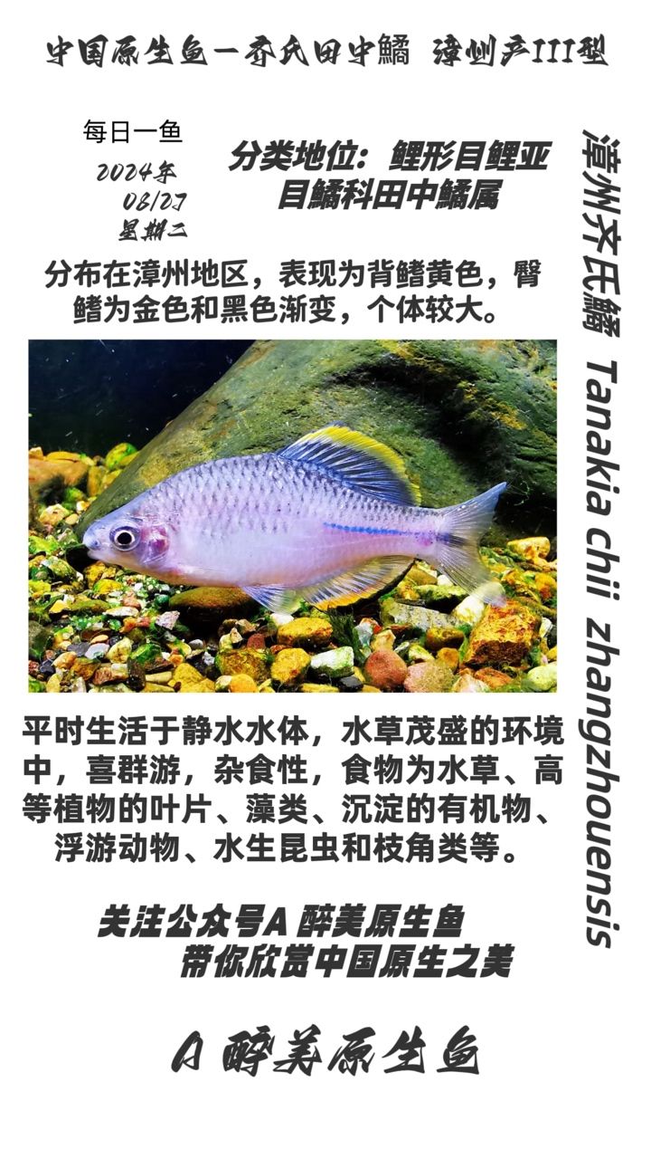 漳州齊氏鱊 第三款：探索漳州齊氏鱊的多樣性與美麗 觀賞魚(yú)論壇