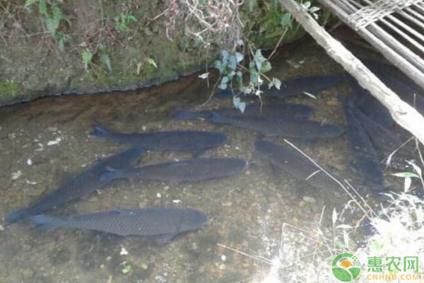 龍魚反復(fù)到水面吃氣：龍魚為什么要反復(fù)在水面吃氣？ 水族問答 第1張