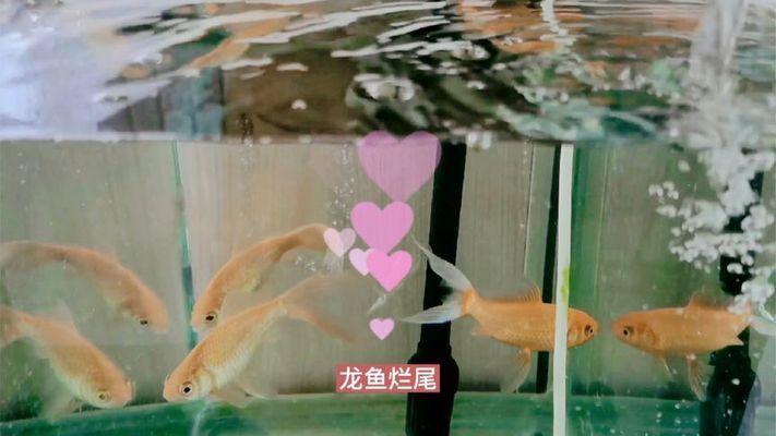 龍魚尾巴有點爛加鹽加多少水合適vs祥龍魚場：龍魚尾巴爛掉怎么辦 vs祥龍魚場 第3張