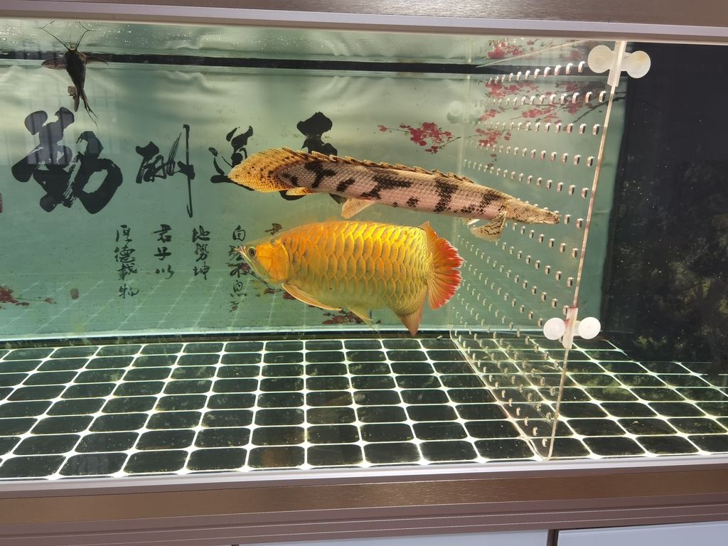  觀賞魚論壇