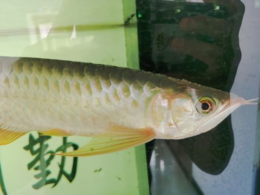 龍魚水霉vs祥龍魚場(chǎng)：祥龍魚場(chǎng)的龍魚水霉病的治療方法 vs祥龍魚場(chǎng) 第3張