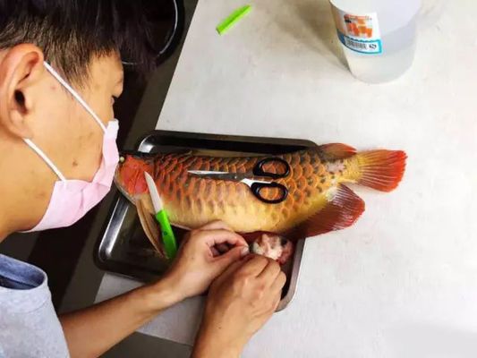 龍魚喂了活泥鰍后吃食就出問題了vs祥龍魚場(chǎng)：如何正確投喂龍魚活餌，龍魚飼料與活餌的營(yíng)養(yǎng)對(duì)比 vs祥龍魚場(chǎng) 第4張