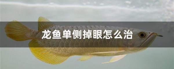 龍魚一側(cè)掉眼：龍魚一側(cè)掉眼與水質(zhì)關(guān)系探究龍魚掉眼與水質(zhì)關(guān)系探究 龍魚百科 第1張