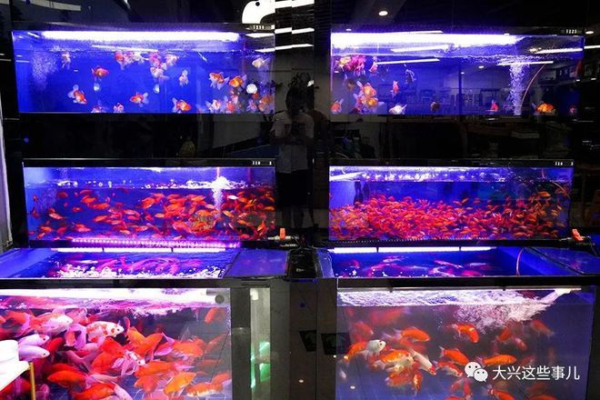 南京賣龍魚的水族店在哪里：南京愛上魚水族生活館 龍魚百科 第2張