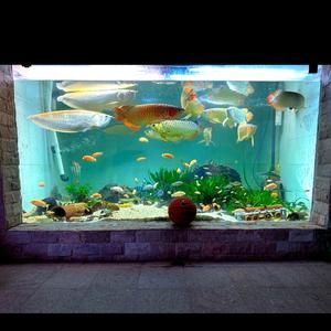 南京賣龍魚的水族店在哪里：南京愛上魚水族生活館 龍魚百科 第4張