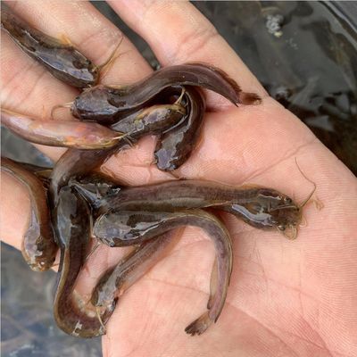 龍魚分幾種：養(yǎng)龍魚需要注意哪些事項(xiàng)， 水族問答 第2張