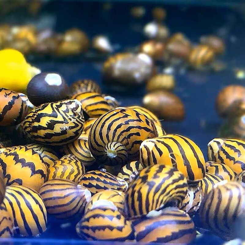 龍魚分幾種?：飼養(yǎng)龍魚需要哪些條件？ 水族問答 第2張