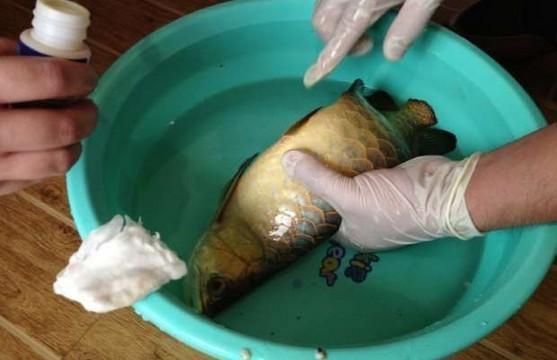 龍魚麻醉手術后不怎么吃東西正常嗎vs祥龍魚場：龍魚術后食欲不振分析 vs祥龍魚場 第5張