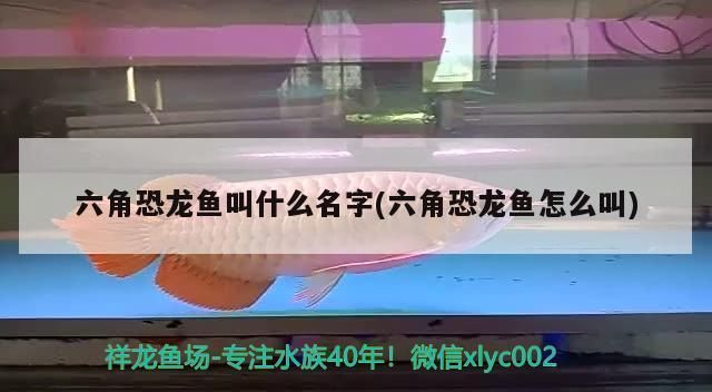 龍魚分哪幾種類型的 水族問答 第1張