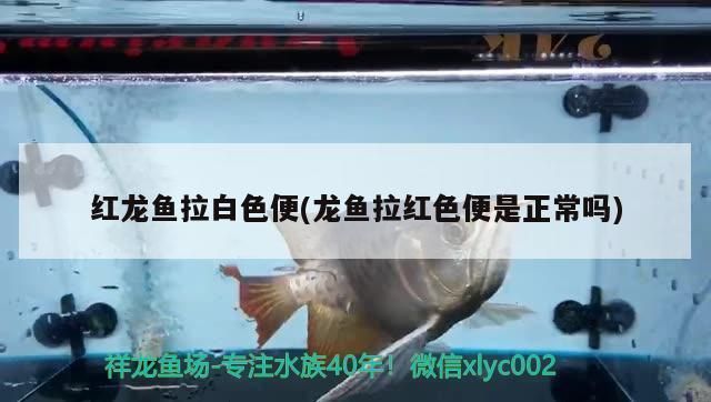 龍魚拉白便是什么原因vs祥龍魚場：祥龍魚場的龍魚品種介紹 vs祥龍魚場 第5張