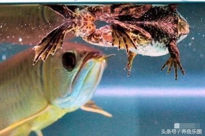 龍魚活食怎么消毒：龍魚活食消毒方法 龍魚百科 第2張