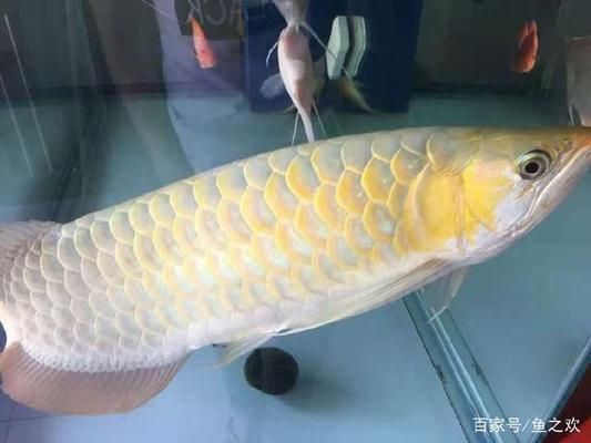 龍魚浮頭怎么回事：龍魚為什么會浮頭？ 水族問答 第1張