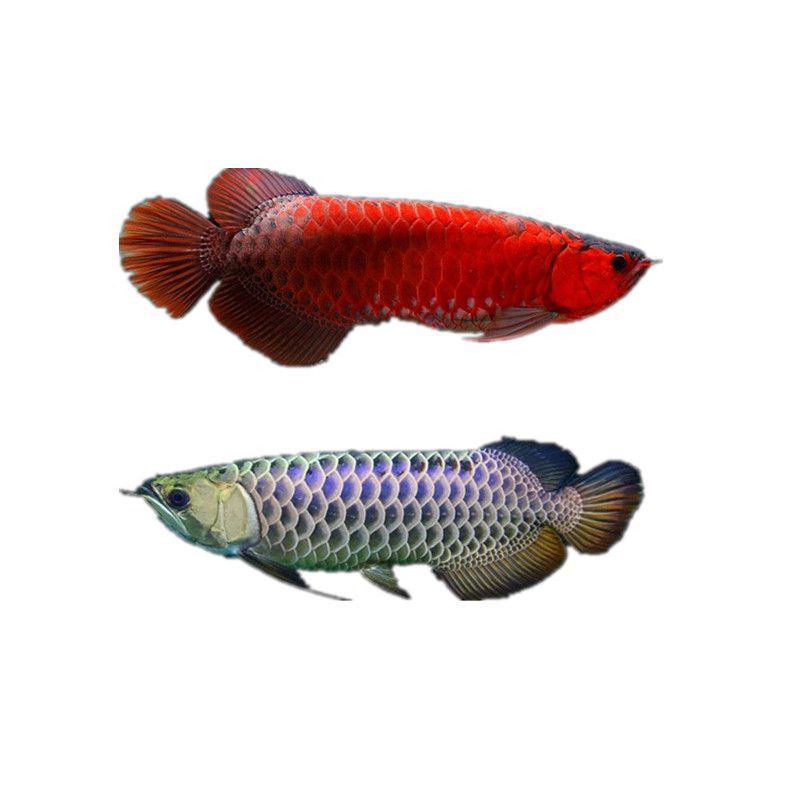 古典龍魚是什么意思：古典龍魚與現(xiàn)代龍魚區(qū)別, 龍魚百科 第5張